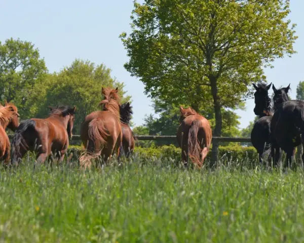 Un troupeau de chevaux, certains homozygotes, galopent dans un pré verdoyant sous un ciel bleu.