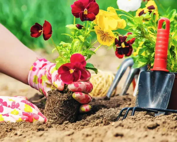 Hands in floral gloves plant pansies in rich soil, creating a beautiful flower bed. This is the best soil for flower beds.