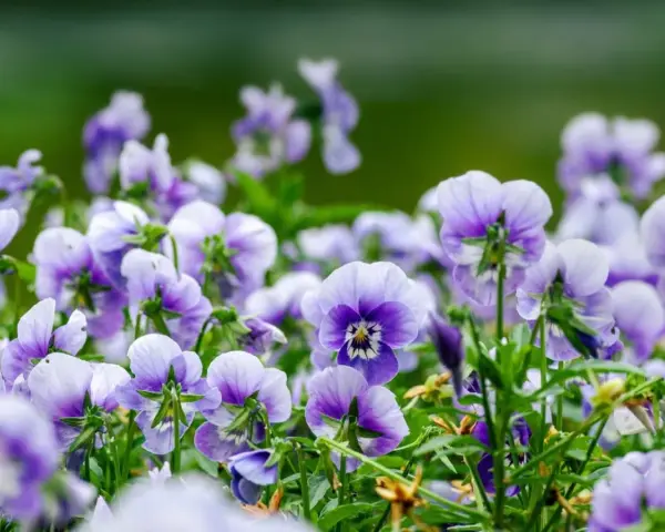En äng full av lila och vita viola wittrockiana blommor, med en mjukt grön bakgrund.