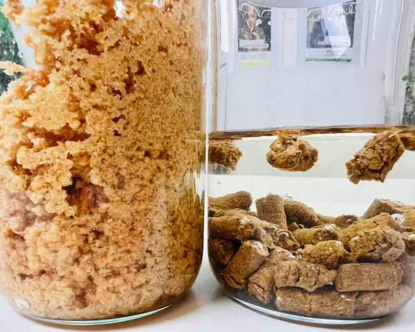Test pelletu w wodzie. Po lewej gęsta, brązowa masa, po prawej pellety unoszą się i opadają w przezroczystej cieczy.