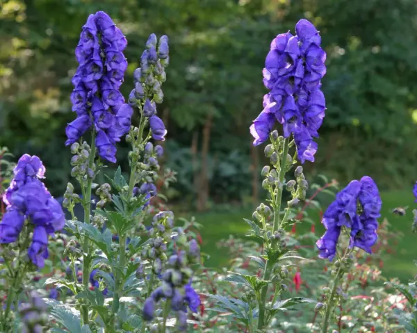 Blau leuchtende Eisenhut-Blüten, die giftig sind, stehen im Sonnenlicht.