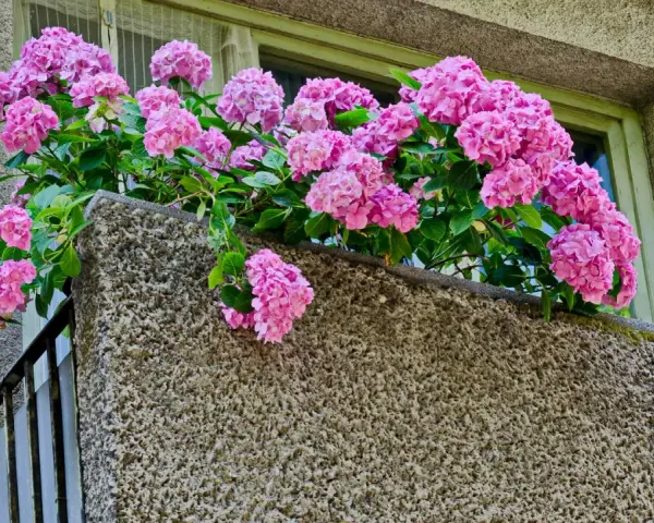 Kaskada różowych kwiatów hortensji zdobi balkon, dodając mu uroku.