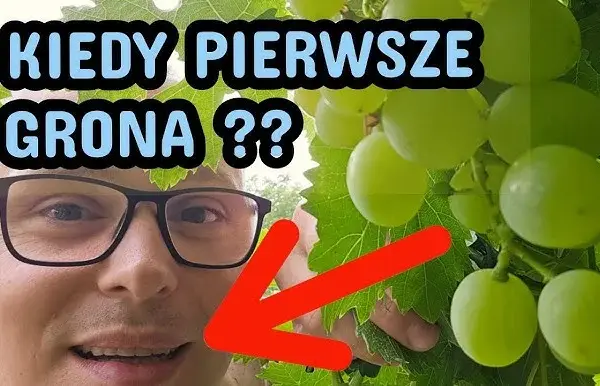 Kiedy sezon na winogrona? Sprawdź, by nie przegapić zbiorów
