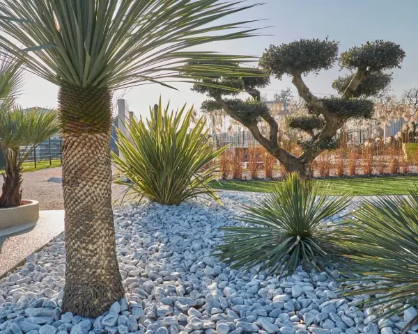 Jardin moderne avec un massif de galets blancs, palmiers et arbustes taillés. Une belle idée déco massif avec galets pour un style épuré.