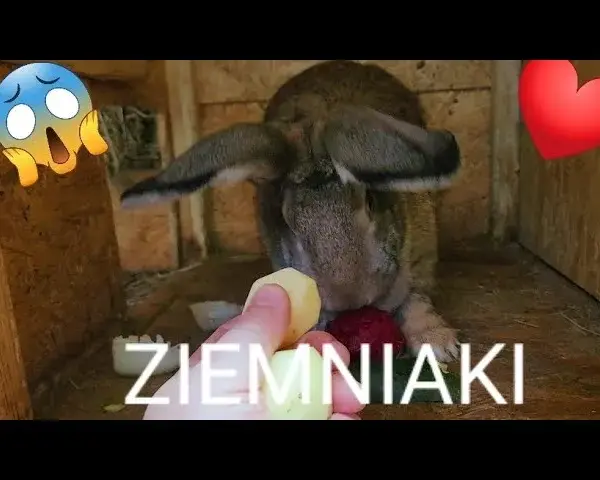 Czy króliki mogą jeść surowe ziemniaki? Oto niebezpieczeństwa dla zdrowia