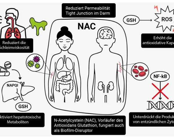 NAC wirkt auf Lunge, Darm und Leber. Es reduziert Schleim, stärkt Tight Junctions und inaktiviert toxische Metaboliten. Die NAC Wirkung schützt vor oxidativem Stress und Entzündungen.