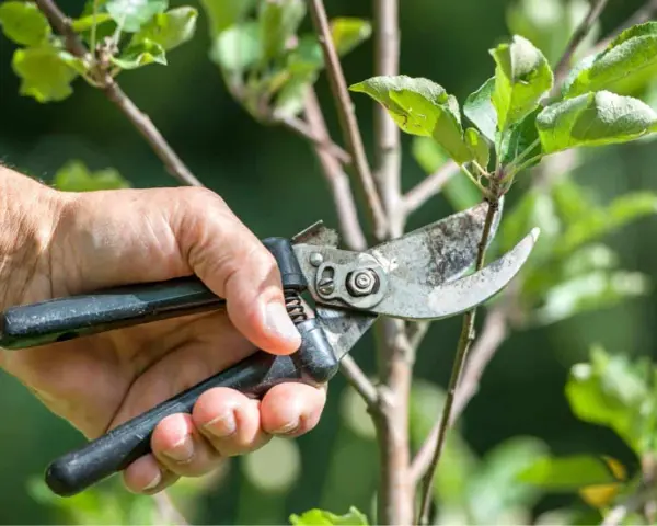 Mano che pota un ramo di un albero da frutto con forbici, un momento essenziale quando si potano le piante da frutto per favorire la crescita.