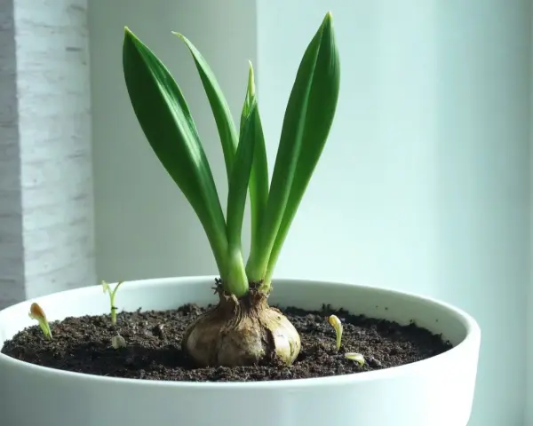 En amaryllis i kruka med spirande skott. Vattna försiktigt för att hjälpa den att växa sig stor och stark.