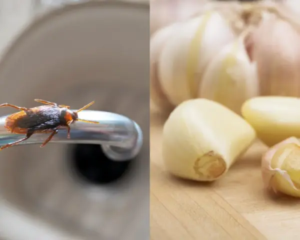 Cucaracha en grifo, posible lugar donde anidan las cucarachas, junto a dientes de ajo.