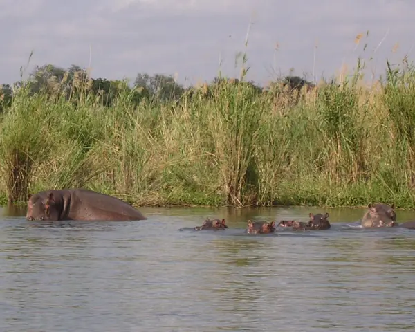 Stado hipopotamów pluska się w wodach jeziora Malawi, otoczone bujną roślinnością.