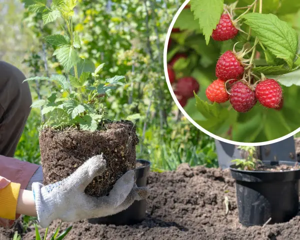 Jak głęboko sadzić maliny, aby uniknąć błędów w uprawie?