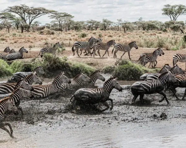 Stado zebr wbiega do błotnistej wody w Masai Mara, Kenia. Woda rozpryskuje się wokół ich nóg, tworząc dynamiczny widok.