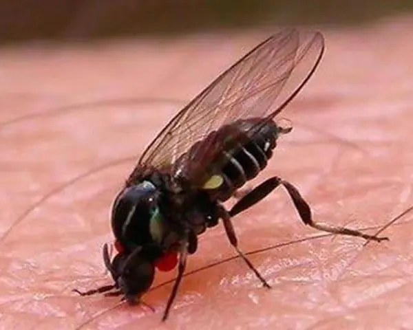 Mosca de la caca, un insecto negro con alas transparentes y ojos rojos, posado sobre piel rosada.