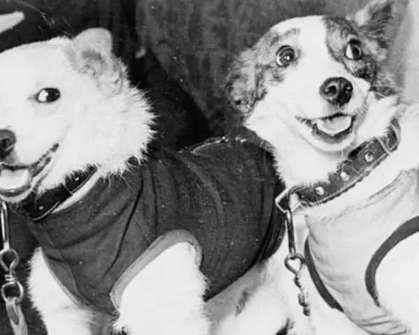 Deux chiens, prêts pour leur voyage, un chien envoyé dans l'espace.