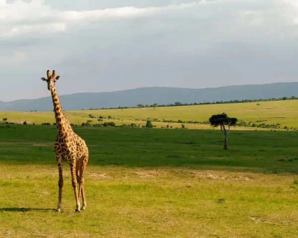 Żyrafa na tle zielonych wzgórz Kenii. Niezapomniane wrażenia z safari w Nairobi.