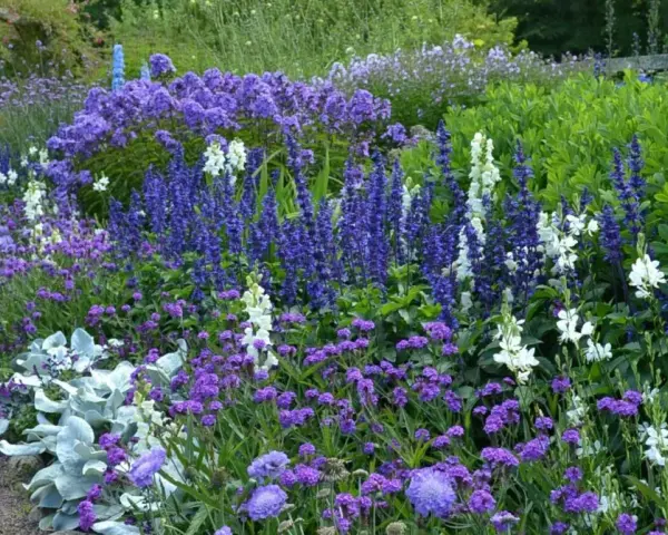 En lummig rabatt med en rik blandning av blå blommor, perenner som salvia och lavendel, kantad av en grusgång.