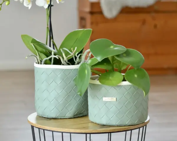 Tuto cache pot tissu : deux plantes vertes dans des contenants tressés vert pâle, sur une table basse.