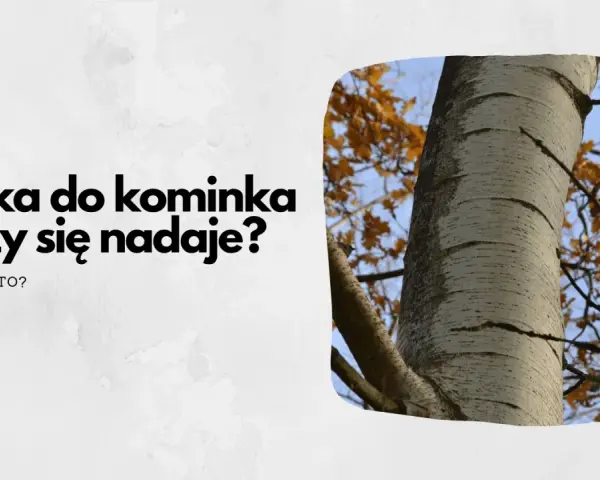 Osika do kominka – czy się nadaje? Pytanie o drewno na opał, z widokiem na pnie drzew i jesienne liście.