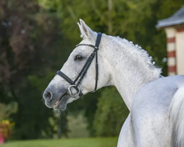 Magnifique cheval blanc, mylord Carthago, au licol orné, se tient fièrement devant un manoir.