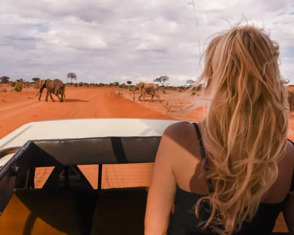 Niesamowity wyjazd na safari! Widok słoni spacerujących po czerwonej drodze z perspektywy samochodu terenowego.