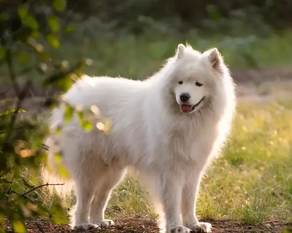 Samoyed czy gubi sierść? Odkryj sekrety linienia i pielęgnacji