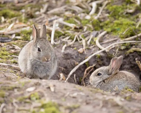 Dos conejitos exploran el exterior de su madriguera, mostrando dónde viven los conejos en su hogar natural.