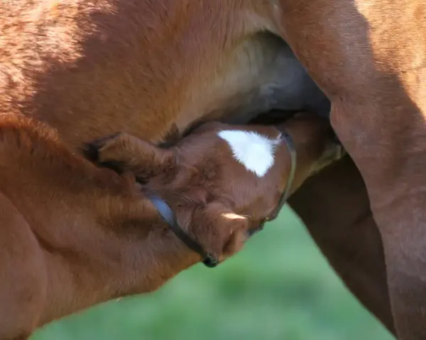 Un poulain brun boit le colostrum de sa mère. Sa petite tête est blottie contre le flanc de la jument, une tache blanche orne son front.
