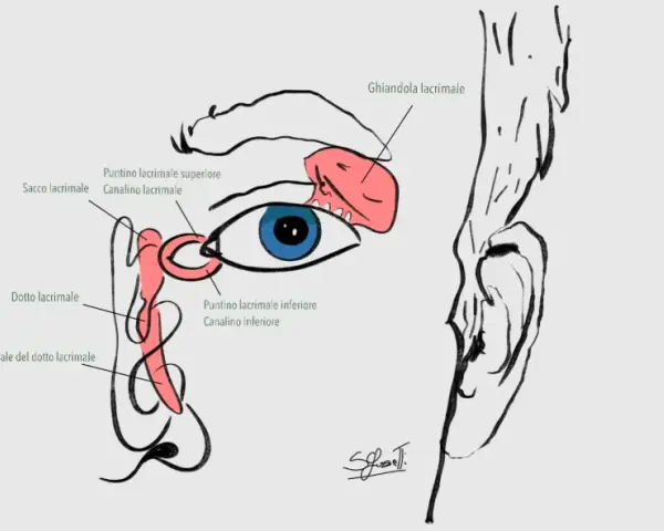 Illustrazione anatomica dell'occhio e del sistema lacrimale, con dettagli sul dotto lacrimale adulto e la ghiandola.