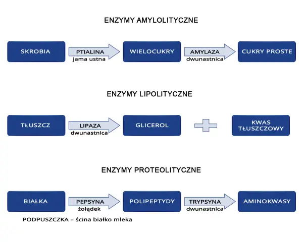 Schemat trawienia: skrobia -> wielocukry (amylaza), tłuszcz -> glicerol + kwasy tłuszczowe (lipaza), białka -> polipeptydy (pepsyna) -> aminokwasy.