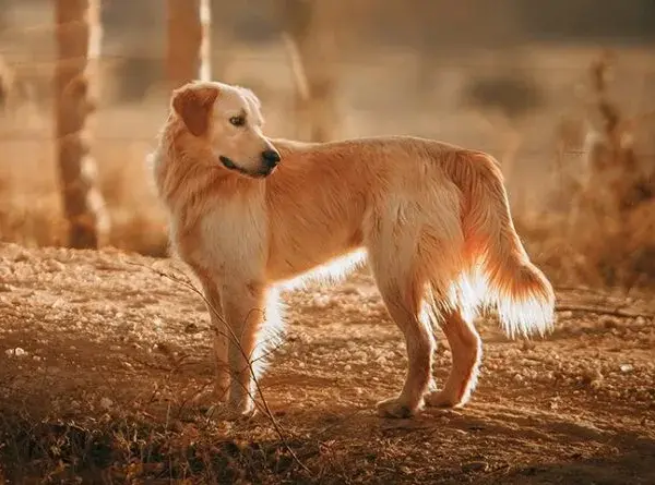 Czy golden retriever może mieszkać na dworze? Odkryj prawdę o jego potrzebach