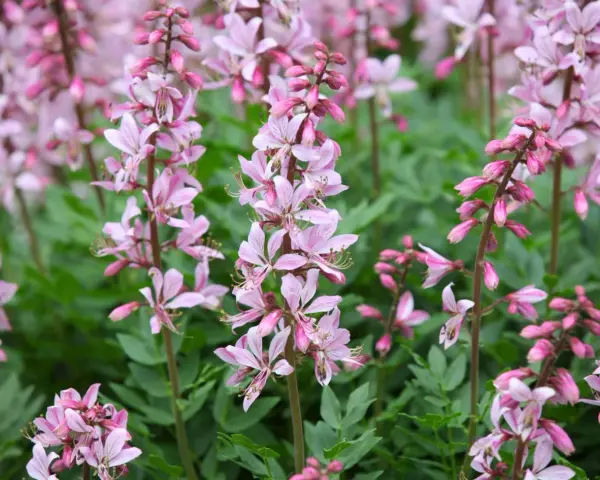 En äng med moses brinnande buske i full blom. De rosa blommorna står i kontrast till det gröna bladverket.