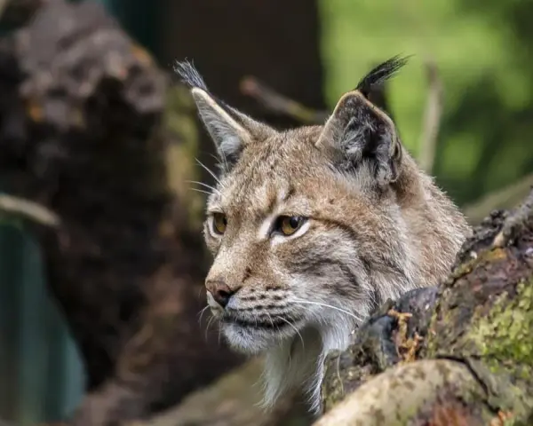 Un lynx boréal, majestueux habitant des forêts du Jura, observe attentivement son environnement depuis sa cachette dans un arbre.