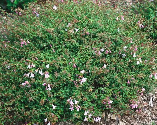 Un arbusto frondoso cubierto de pequeñas flores tubulares de color rosa pálido y blanco.