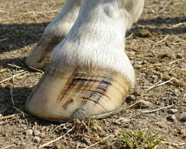 Gros plan sur les sabots d'un cheval blanc, montrant des marques sombres sur la corne, potentiellement un signe de maladie du sabot.