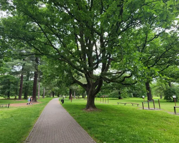 Świerklaniec park: aleja wśród zieleni, pod rozłożystym dębem, z siłownią plenerową i ławkami.