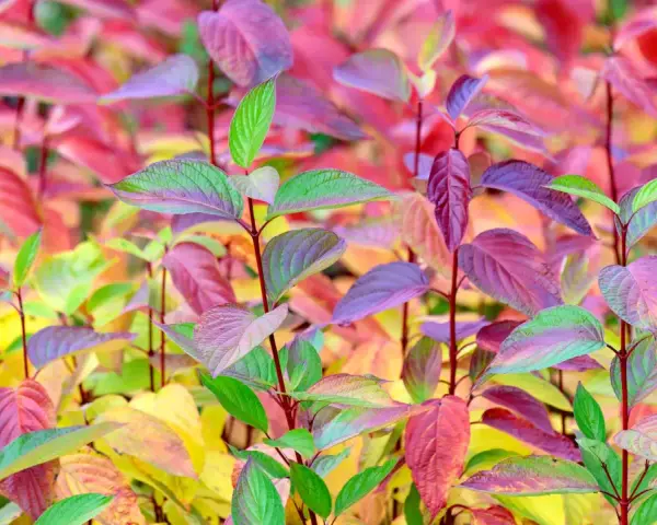 Bunte Blätter eines Hartriegels, die zum **Hartriegel schneiden** im Herbst einladen.