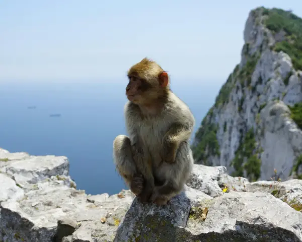 Małpka siedzi na skale na Gibraltarze. Czy na Gibraltar potrzebny jest paszport? Nie, ale warto mieć dowód osobisty.