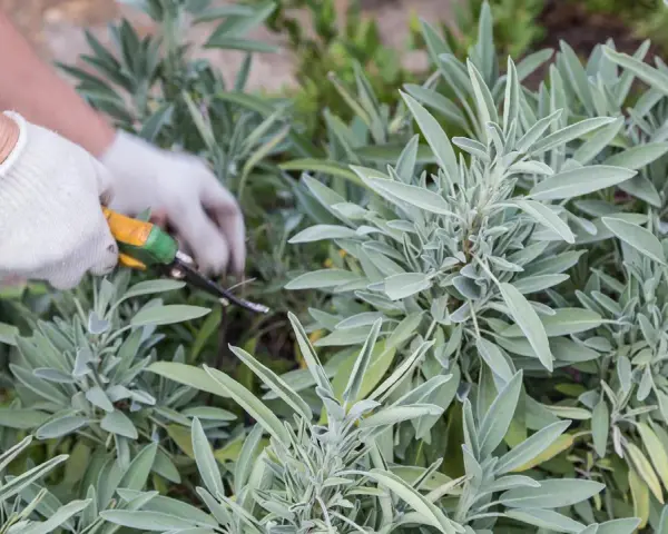 Mit Handschuhen und einer Gartenschere werden frische Salbeiblätter geerntet.