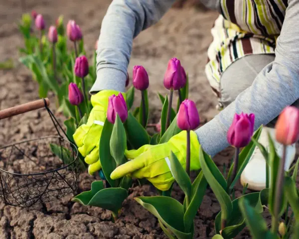 Ręce w zielonych rękawiczkach pielęgnują fioletowe tulipany. Rozpoczyna się uprawa tulipanów, a obok stoi koszyk.