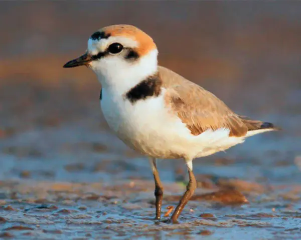 Un chorlitejo patinegro, con su plumaje blanco y marrón, se posa en la orilla.