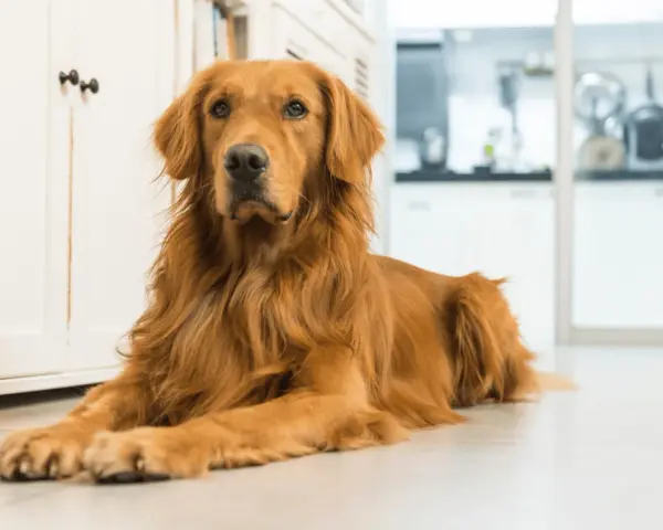 Czy golden retriever jest agresywny? Fakty, które zaskoczą każdego