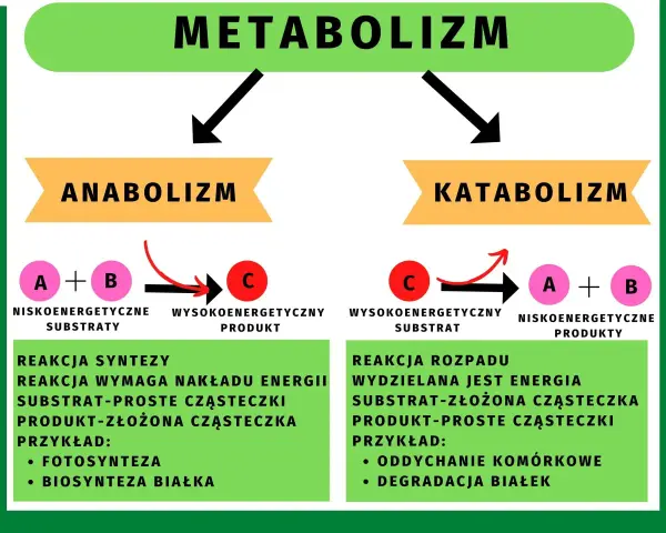 Metabolizm to suma reakcji chemicznych w organizmie. Anabolizm buduje złożone cząsteczki, katabolizm je rozpada, uwalniając energię.