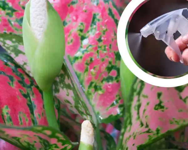 Aglaonema kwiat z pąkiem i opryskiwaczem w tle.