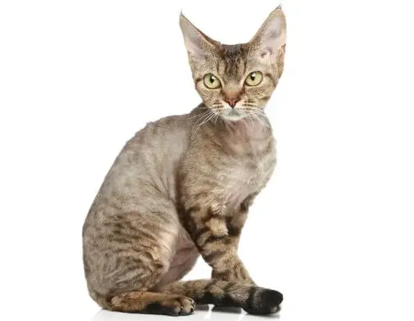 Devon Rex a Sfinks: Kluczowe różnice i cechy, które musisz znać