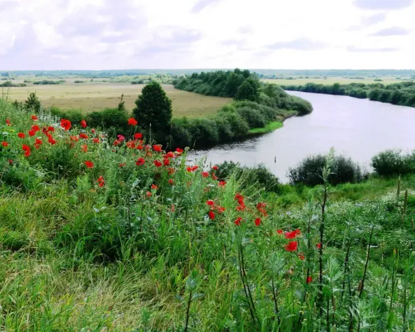 Łąka pełna maków nad zakręconą rzeką, jak z legendy o Janie i Cecylii.