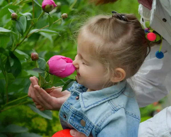 Liten flicka njuter av doften från en rosa pion. Hon har en jeansjacka och en vuxen håller blomman för henne.