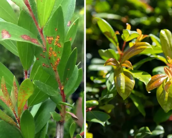 Links: Eukalyptusblätter mit orange-braunen Flecken, Anzeichen von Pilzbefall. Rechts: Gesunde, glänzende junge Blätter.