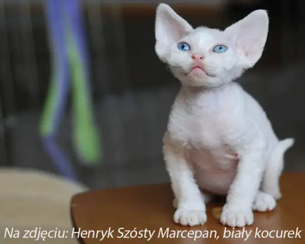 Devon Rex opinię: co powinieneś wiedzieć przed zakupem kota?