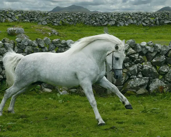 Magnifique etalon Connemara blanc galope dans un pré verdoyant, avec des murs de pierres sèches et des collines en arrière-plan.