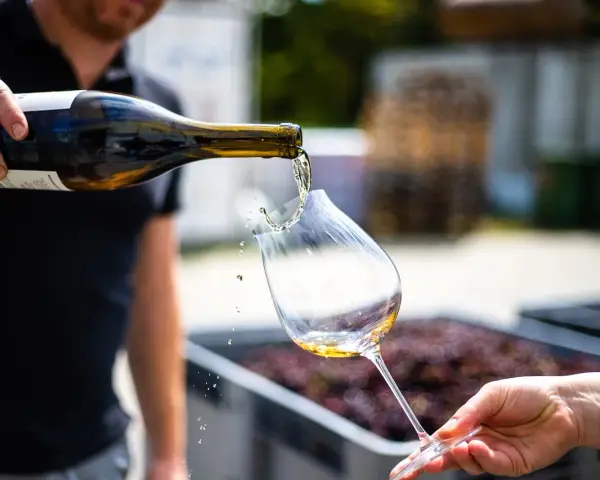 Un enologo versa vino bianco in un calice. Chissà quanto guadagna un enologo per creare queste delizie?